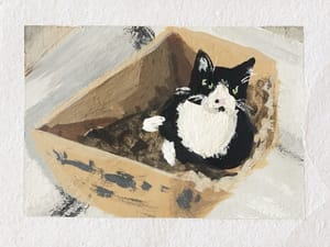 Kitten in a box